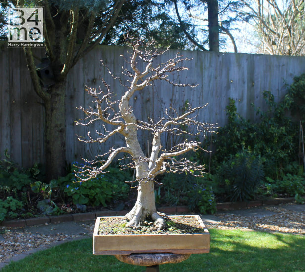 hornbeam bonsai defoliation